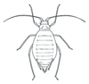 Example of an Adult Aphid