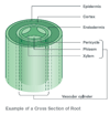 Cross Section of a Root