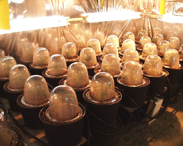 Propagation pods for the quality hydropod system.