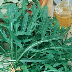 Wild Rucola Selavativca Seeds