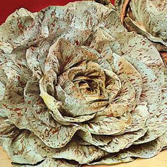 Cicoria Variegata semillas de Castelfranco