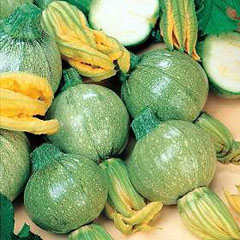 Zucchino Tondo di Toscana semillas