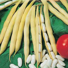 Fagioli Nani Impero Bianco semillas