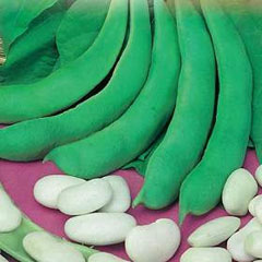 Favioli Rampicanti Corona (Spagna Bean) las semillas