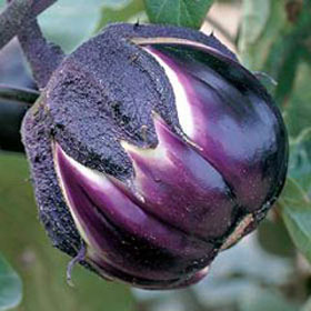 Melanzana Prosperosa graines