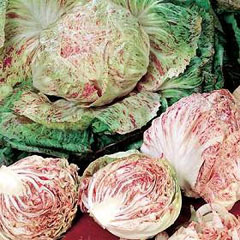 Nathan Cicoria variegata Graines de Chioggia