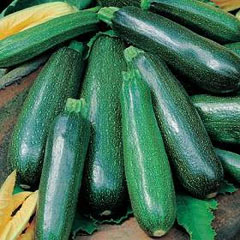 Zucchino nano verde di Milano graines