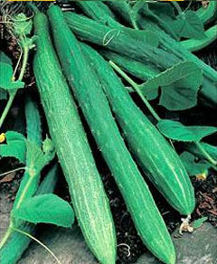 Cetriolo Slangen Longo da Chine graines