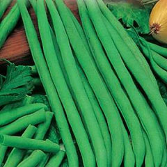 Fagiola Nani Friverde graines
