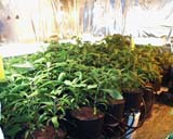 Esoterica Hydroponics HydroPod Sistema crescente Salvia Divinorum.
