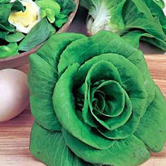 Cicoria Grumolo Verde semi