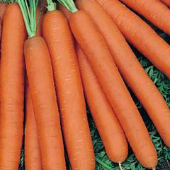 Carota Fucino sementes