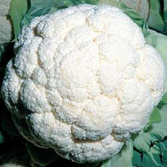 Cavolfiore Palla di Neve sementes
