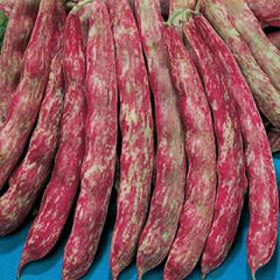 FAGIOLI Nani Splendido (Borlotto Bean) Seeds
