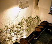 The basement with a new batch of tomatoes in the summer of 1998.