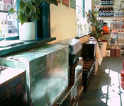 A view along the South facing front of the shop from the front door. There are plants in the window and boxes and demo lights underneath.