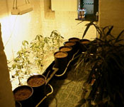 The demonstation system in the Esoteric basement (open to the public) growing tomatoes in the summer of 1998.