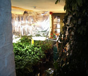 The basement viewed from the stairs with extra reflective sheeting on the walls to increase efficiency. Possibly our first batch of Salvia divinorum, a sage-like herb.