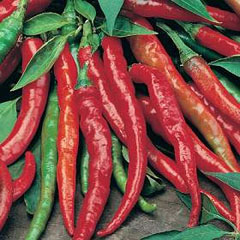 Peperone Fuego F1 (Hot) Seeds