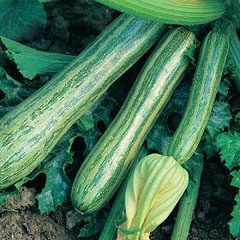 Zucchino Striato d'Italia Seeds