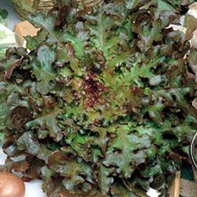 Lattuga Red Salad Bowl Seeds