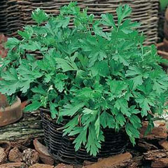 Parsley Prezzemolo Gigante d'Italia Seeds