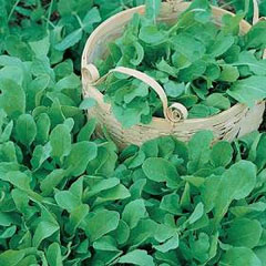 Cultivated Rucola Coltivata Seeds