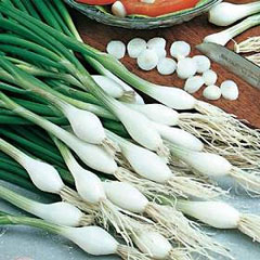 Salad Onion Cipollotto Blanca de Lisboa Seeds