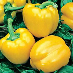 Peperone Cuneo Giallo F1 (Sweet) Seeds