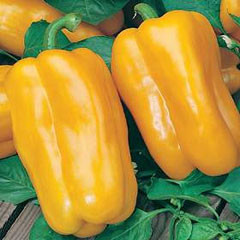 Peperone Jolly Giallo F1 Hybrid (Sweet) Seeds