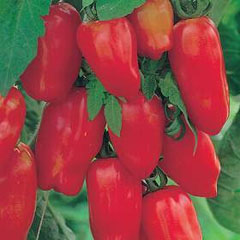 Il San Marzano Lungo Seeds