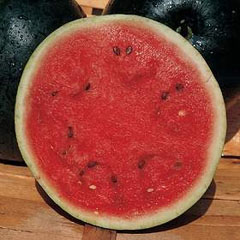 Watermelon Anguria Valentina F1 Hybrid Seeds