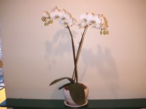 (Two orchids in a vase)